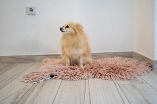 Nikola Daire Neum Dış mekan fotoğraf